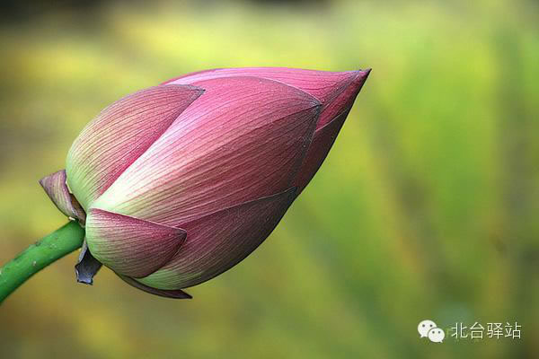 【北台邀您欣赏】清雅的莲花 (图7)