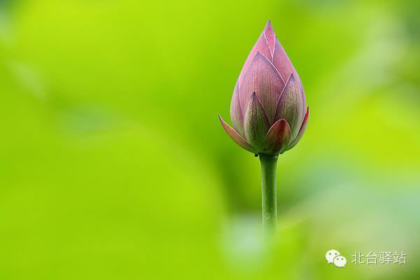 【北台邀您欣赏】清雅的莲花 (图11)