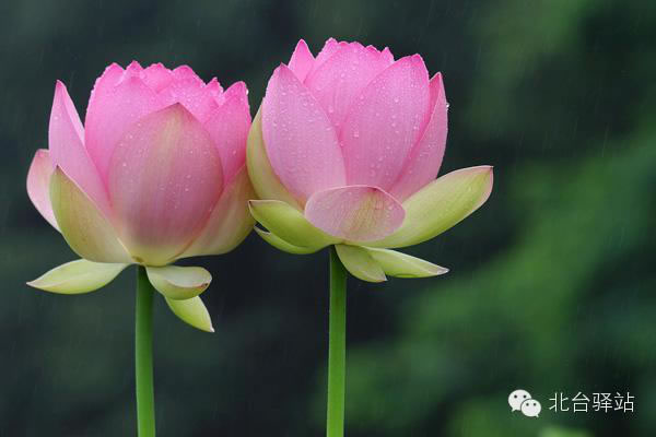 【北台邀您欣赏】清雅的莲花 (图12)