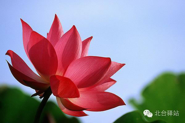 【北台邀您欣赏】清雅的莲花 (图13)
